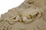 Fossil Crab (Potamon) Preserved in Travertine - Turkey #301761-3